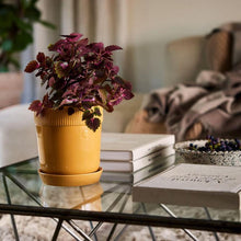 Carica l'immagine nel visualizzatore di Gallery, Vaso per erbe aromatiche con sottovaso Ø11 Sagaform Elise Green