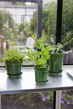 Carica l'immagine nel visualizzatore di Gallery, Vaso per erbe aromatiche con sottovaso Ø11 Sagaform Elise Yellow