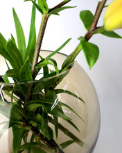 Carica l'immagine nel visualizzatore di Gallery, Vaso in vetro tondo liscio ambra Ø20