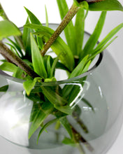 Carica l'immagine nel visualizzatore di Gallery, Vaso in vetro tondo fumè liscio Ø20