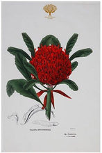 Carica l'immagine nel visualizzatore di Gallery, Canovaccio 50x70 Royal Botanic Garden - Telopea