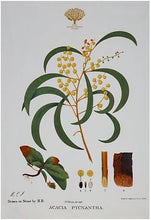 Carica l'immagine nel visualizzatore di Gallery, Canovaccio 50x70 Royal Botanic Garden - Wattle
