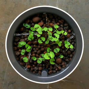 Kit di coltivazione idroponica Botanium