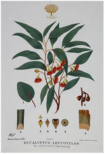 Carica l&#39;immagine nel visualizzatore di Gallery, Canovaccio 50x70 Royal Botanic Garden - Flowering Gum
