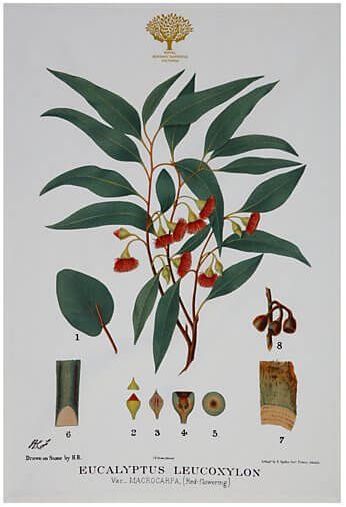 Canovaccio 50x70 Royal Botanic Garden - Flowering Gum