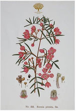 Carica l&#39;immagine nel visualizzatore di Gallery, Canovaccio 50x70 Royal Botanic Garden - Boronia
